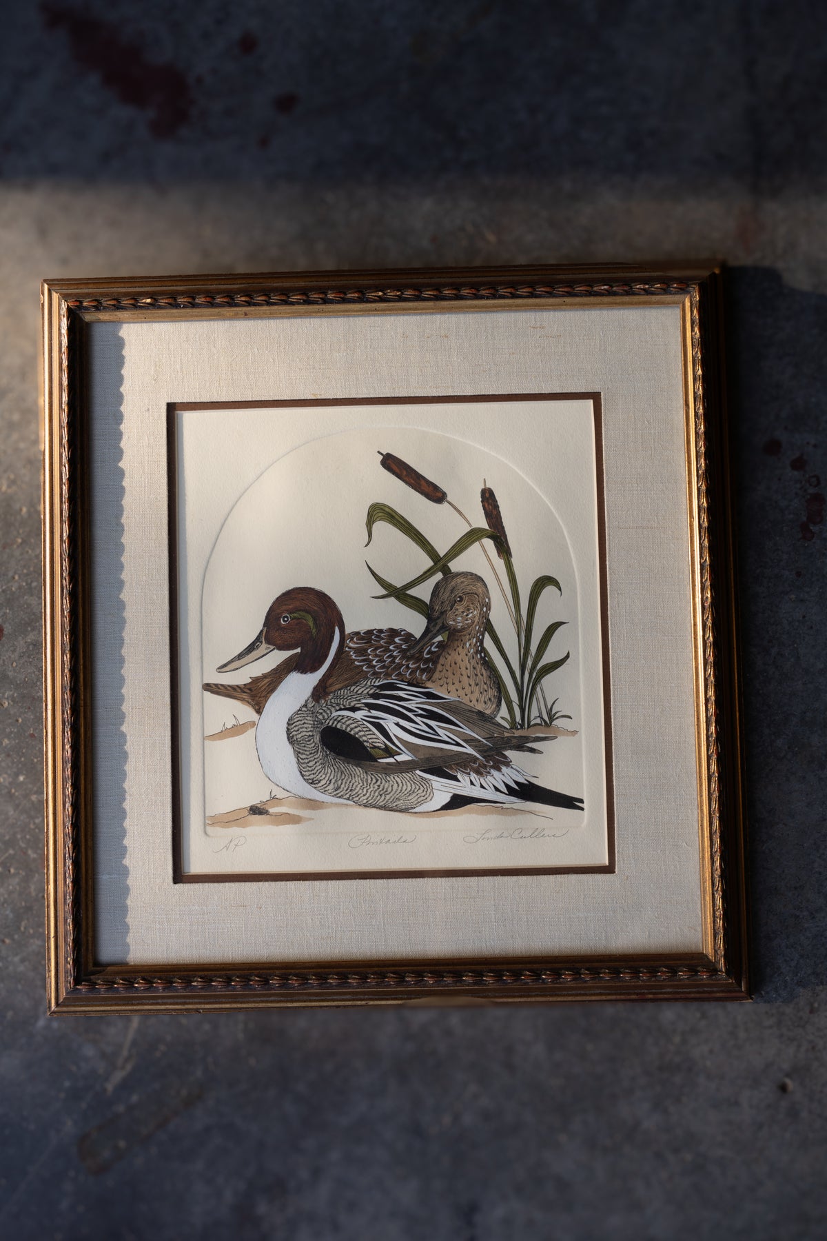 Framed Pintail Duck Print