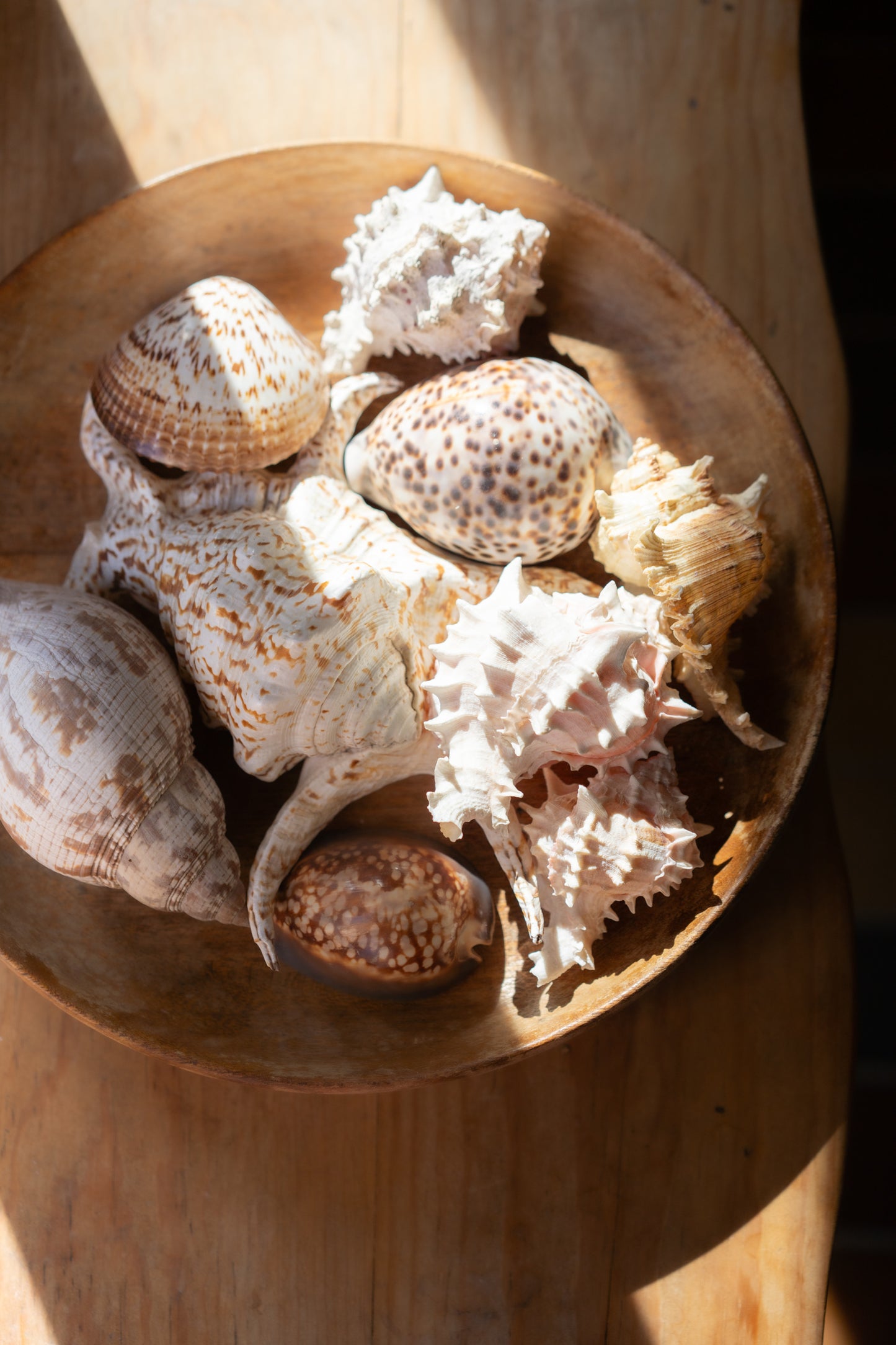 Wooden Bowl with Curated Sea Shell Collection