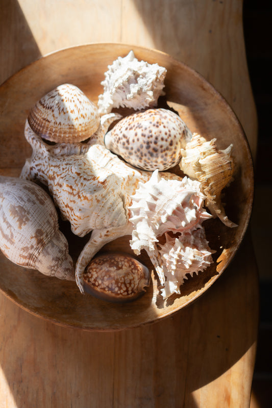 Wooden Bowl with Curated Sea Shell Collection