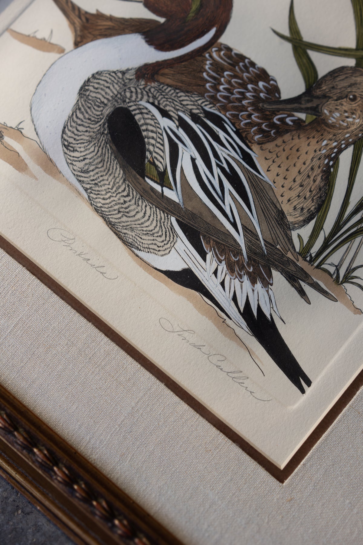 Framed Pintail Duck Print
