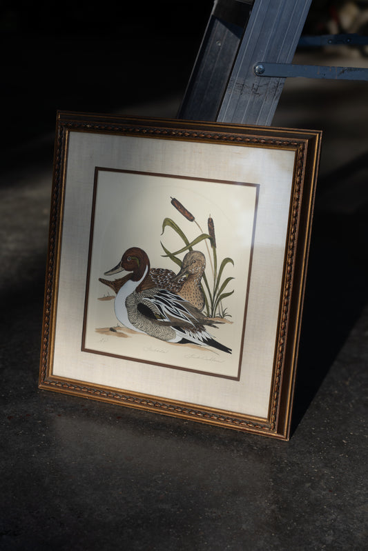 Framed Pintail Duck Print
