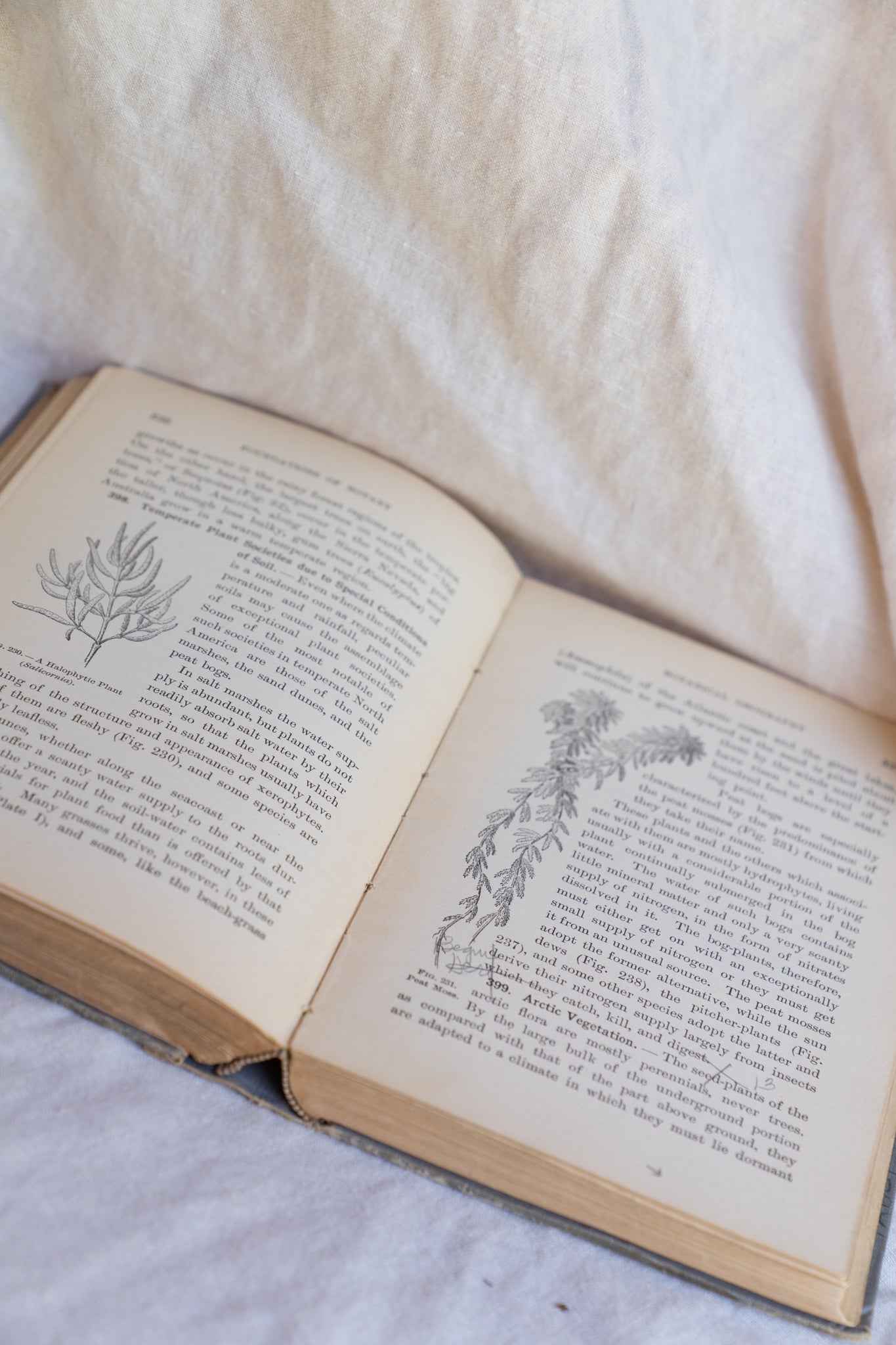 1901, The Foundations of Botany Book