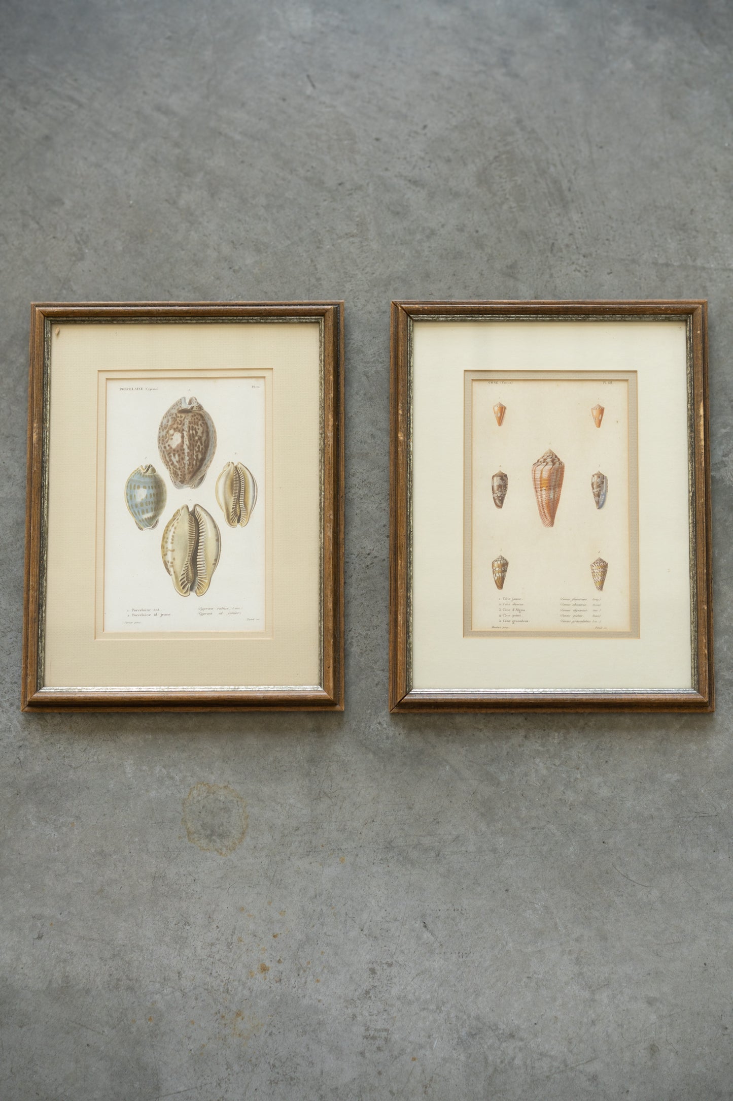 Framed Shell Studies