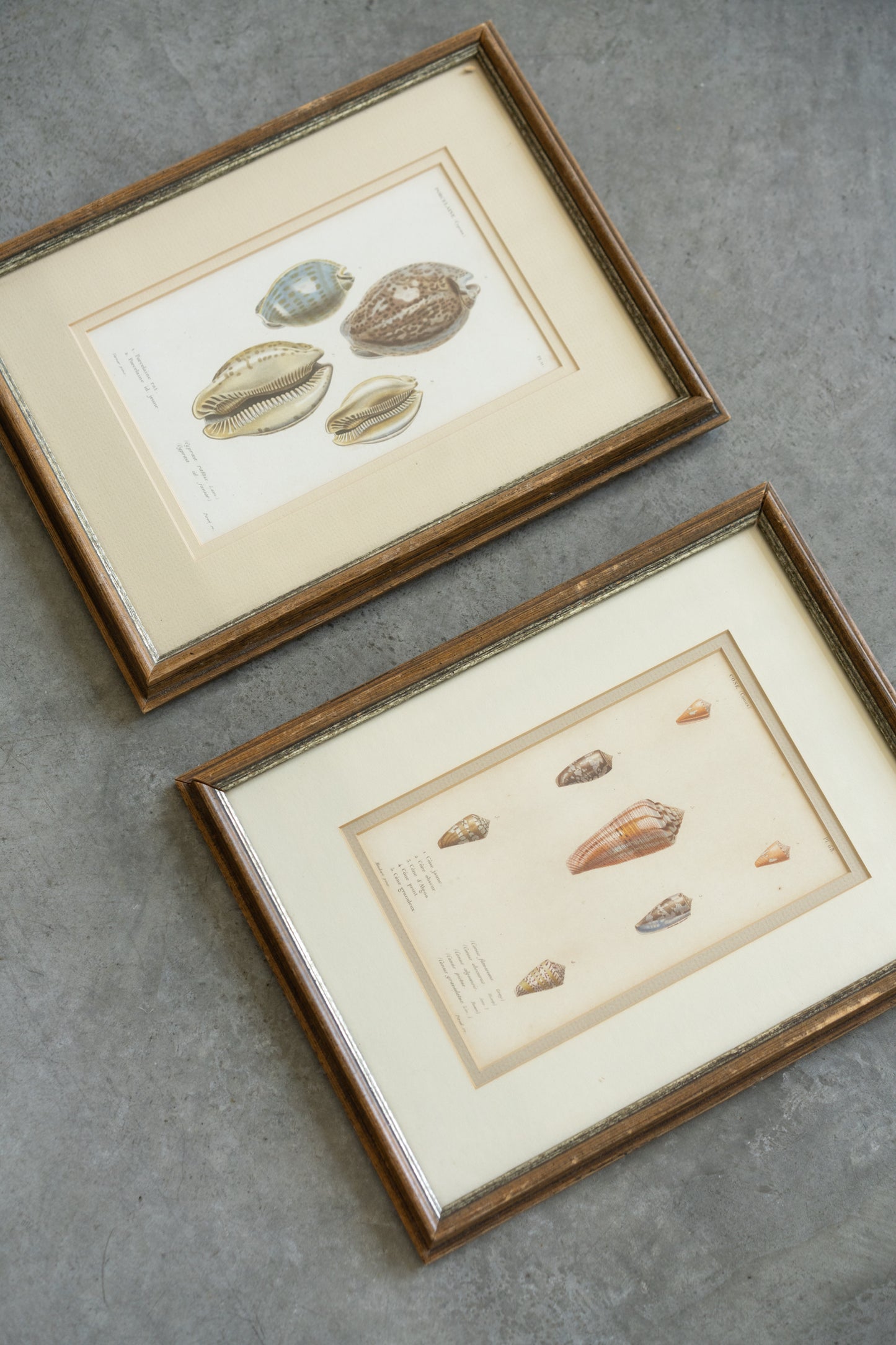 Framed Shell Studies