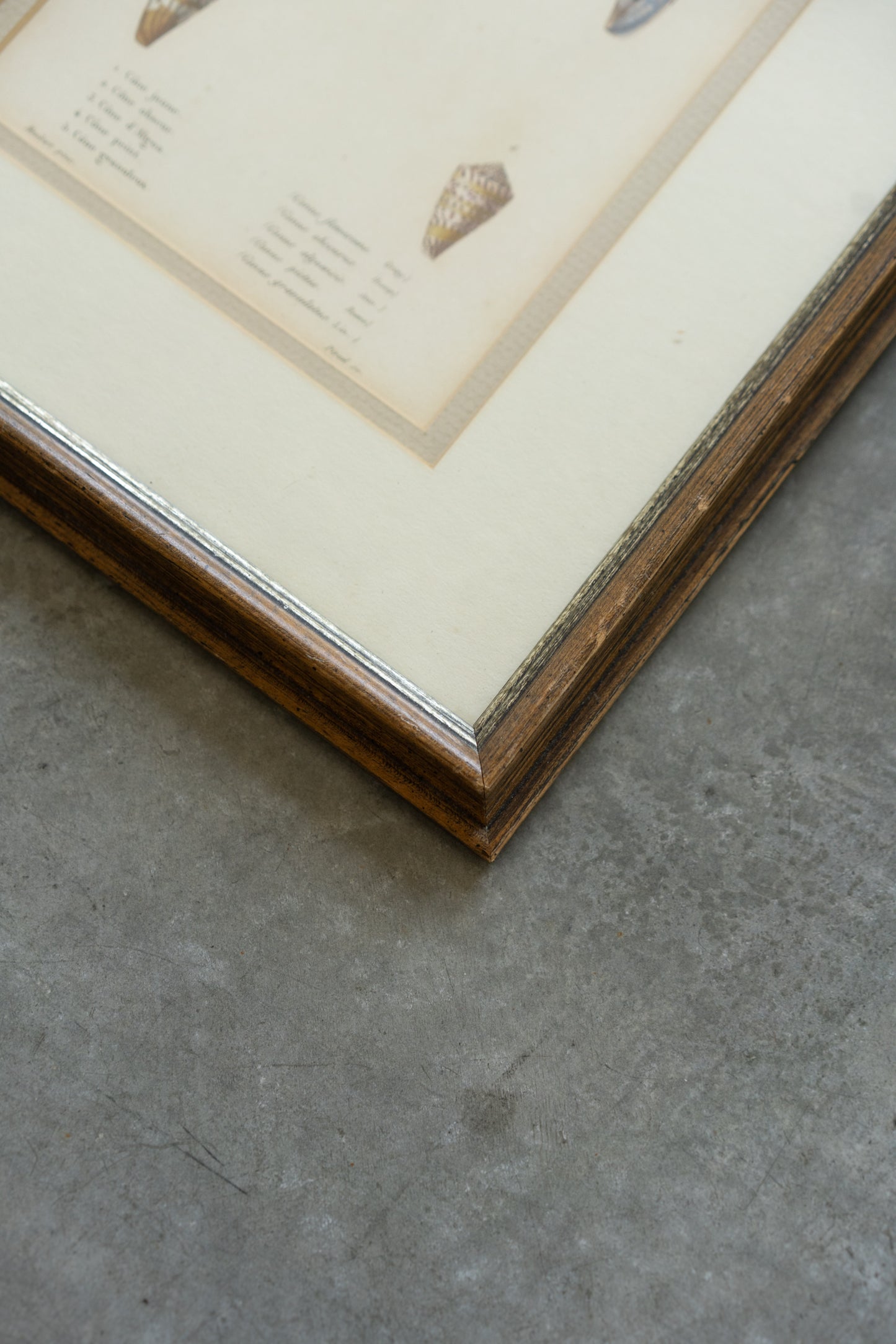 Framed Shell Studies