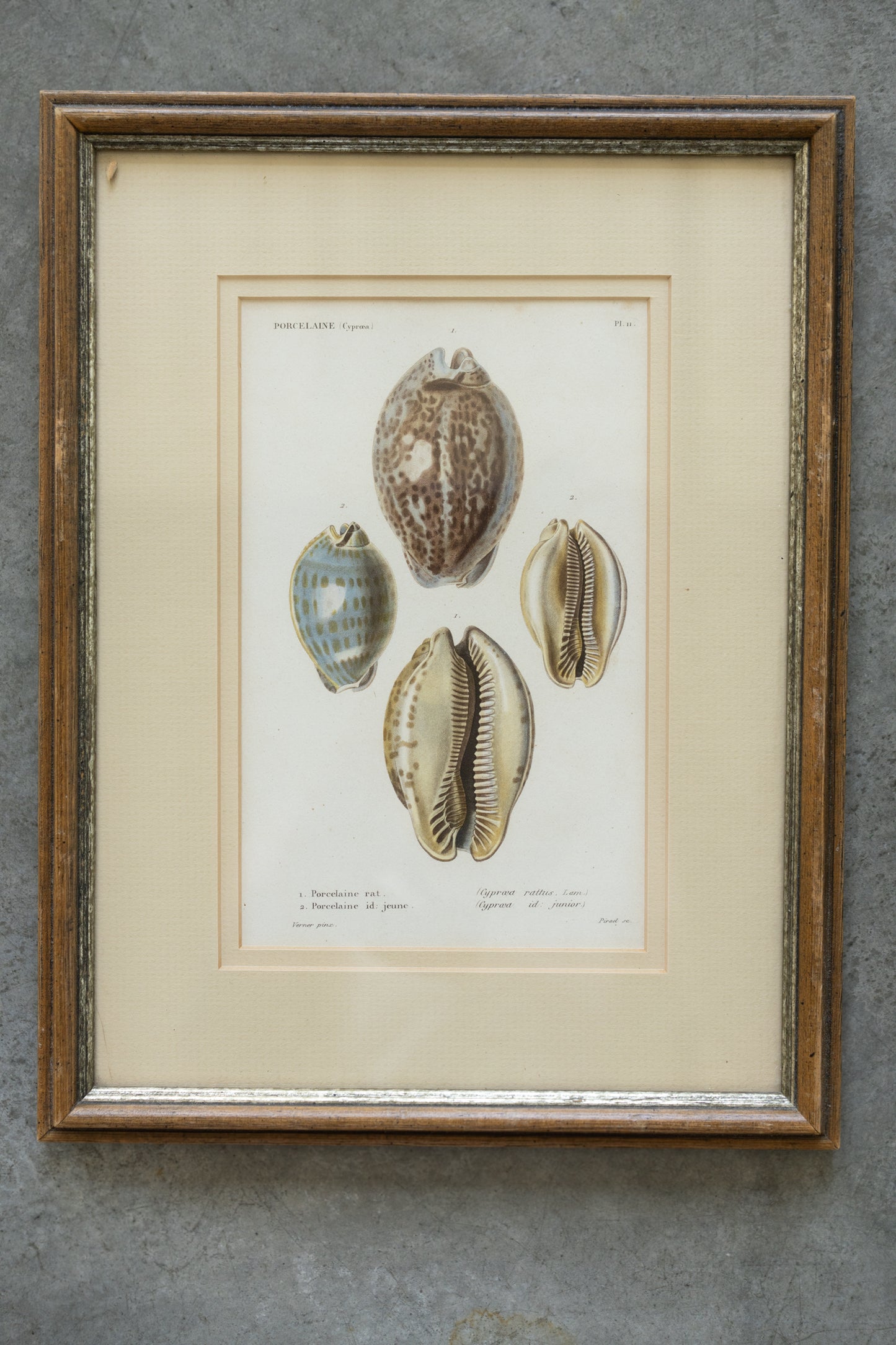 Framed Shell Studies