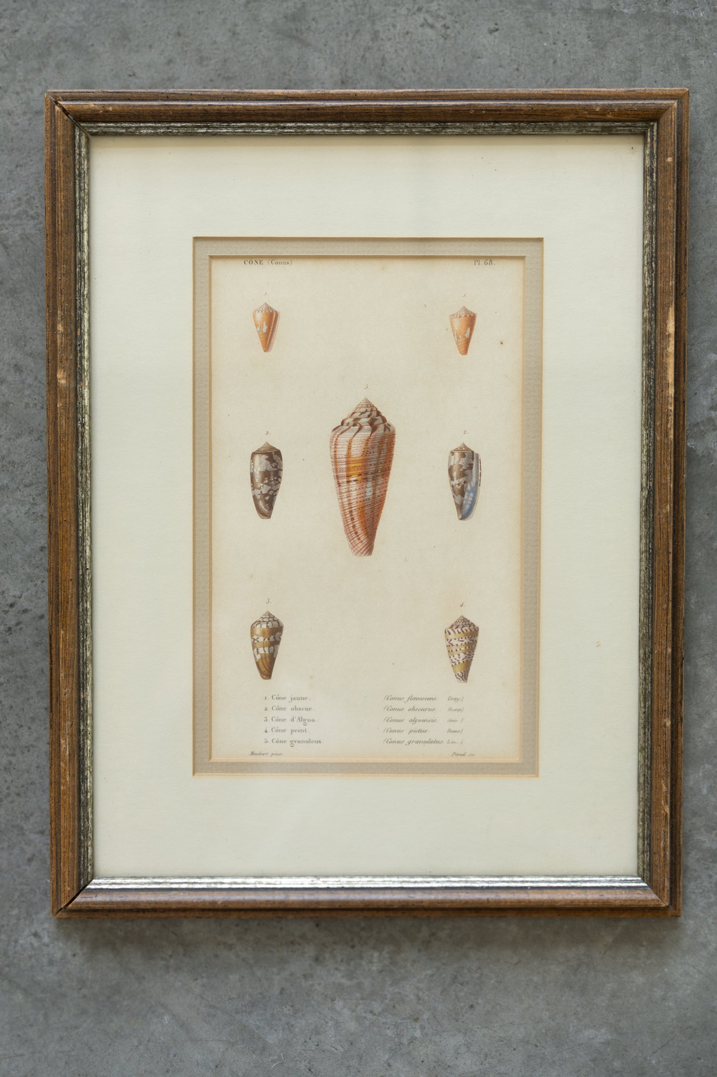 Framed Shell Studies
