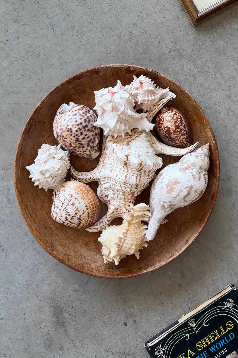 Wooden Bowl with Curated Sea Shell Collection